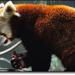 red_panda_T02-389
